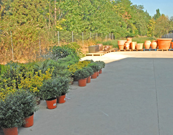 Plantes aromàtiques Plantes aromàtiques